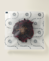 Shangri-la Rose in individual stay fresh packaging