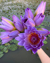 Fresh Blue Lotus Flower Tea blooms held above water among lily pads.