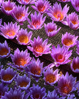 Blue Lotus Flower Tea with vibrant purple lotus flowers laid out in a stunning arrangement.