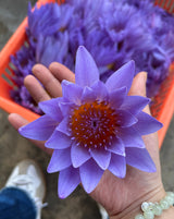 Blue Lotus Flower Tea, a vibrant blue lotus flower held in hand, symbolizing purity and relaxation.