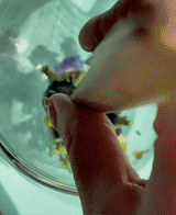 Close-up of hand using a piping bag to handle dried Butterfly Pea flowers in a glass container.