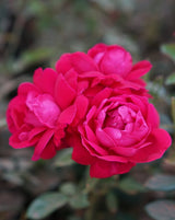 Shangri-la Rose! - three vibrant pink roses blooming in a garden, showcasing lush petals and greenery.