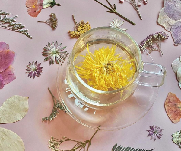 whole flower chrysanthemum tea that boosts immune system