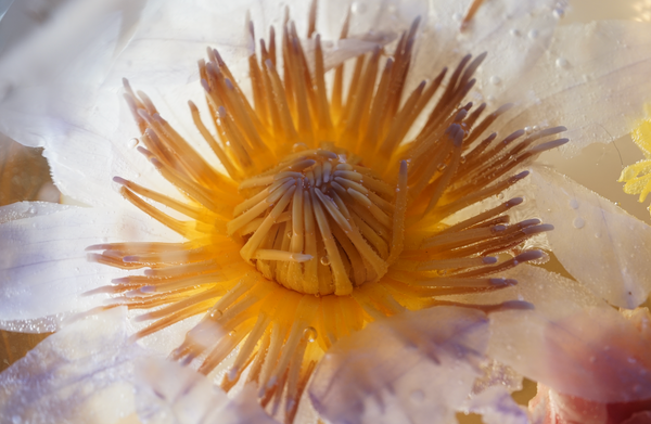 Close-up of a blue lotus flower, illustrating the beauty of the plant related to Top 13 Benefits of Drinking Blue Lotus Tea.
