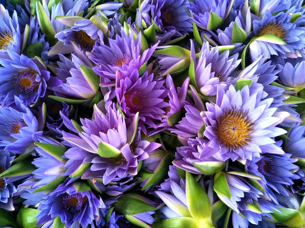 Blue Lotus Flower Bouquet 