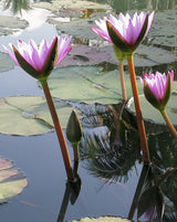 blue lotus flower farm