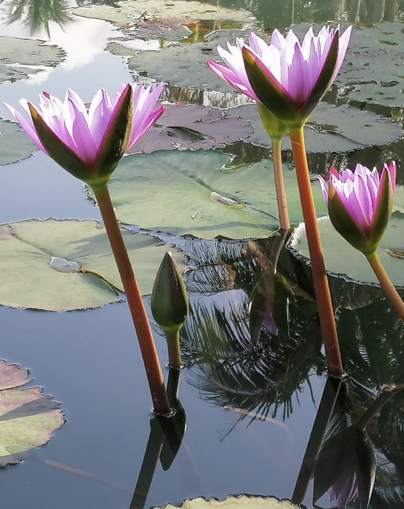 Blue Lily (Blue Lotus) Flowers – Blue Lily Healing