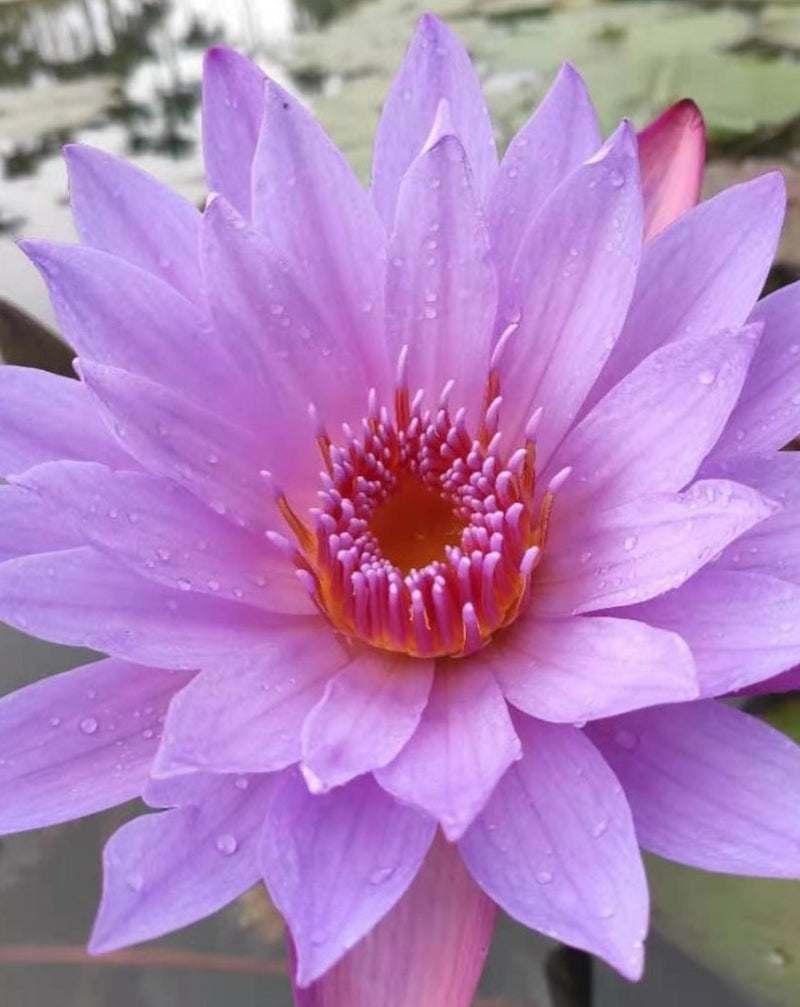 The Qi Blue Lotus Organic Whole Flower Tea