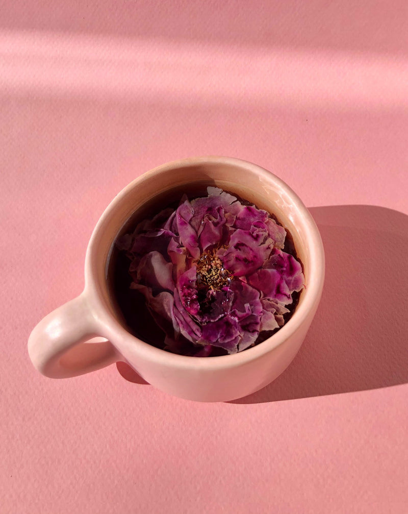 rose flower blooming tea